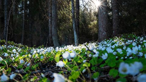 LOODUSVAATLUS ⟩ Kuusikutes laiub valge jänesekapsavaip