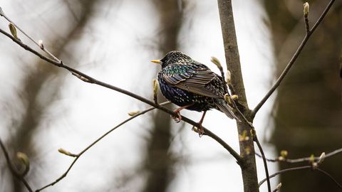 Ornitoloogid kutsuvad võistlema linnuvaatluses
