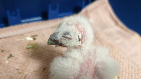 VÄIKE IME ⟩ Kiltsi mõisapargist leitud kodukaku muna pandi inkubaatorisse – koorus imearmas tibu