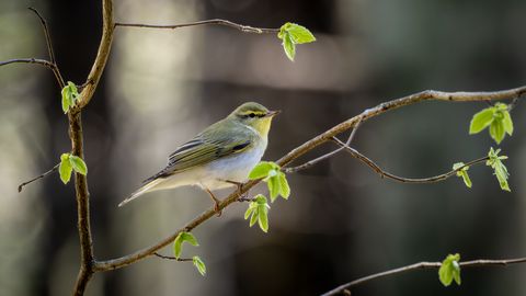 LOODUSFOTO ⟩ Lehelinnud saabuvad lehtede tärkamise ajal