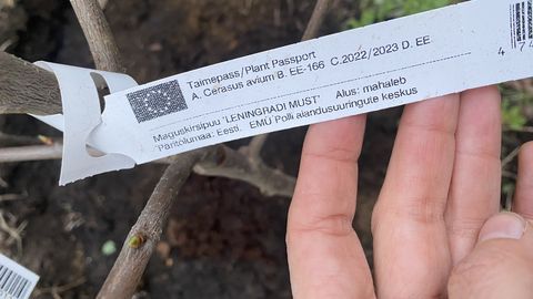 NÄDALA AED ⟩ Kuidas valida viljapuud?