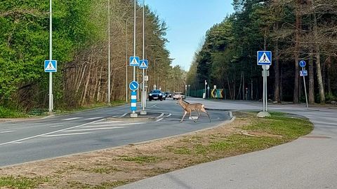 VAHVA FOTO ⟩ Tallinnas jäi kaamera ette eeskujulik metskits