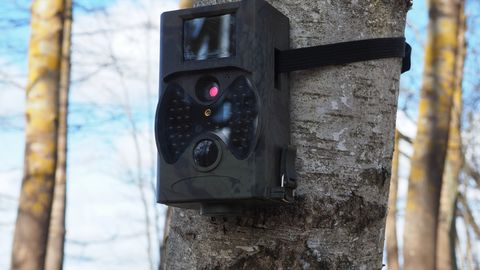 USKUMATU LEID ⟩ Rajakaamera ette jäid loomad, keda nähti viimati rohkem kui 100 aastat tagasi