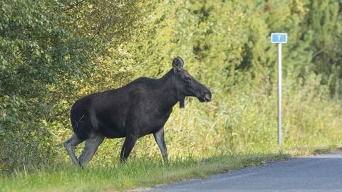 Ida-Virumaal jäi põdralehm auto alla, vabatahtlikke kutsutakse vasikaid päästma