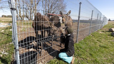Ema kaotanud põdravasikad peidavad end soises metsas