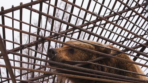 LÕPUKS! ⟩ Üle 20 aasta väikeses puuris peetud ja piinatud karud on päästetud
