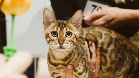 VAATA GALERIID ⟩ Üks uhkem kui teine: rahvusvahelisel kassinäitusel sai näha väga kauneid ja haruldasi tõuge