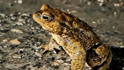 Riigikogulane päästis öösel surmast 241 konna