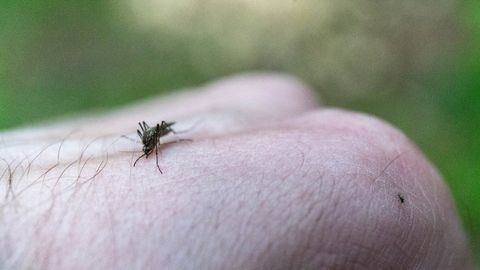 Bioloog hoiatab: sel aastal on vähem sääski, aga...