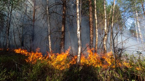 Trahvid keskkonnavastaste süütegude eest tõusevad sadade tuhandete eurodeni