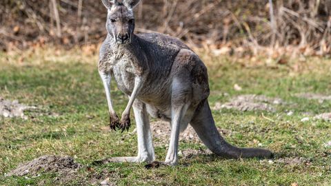 Plehku pannud känguru peatas Belgias rongiliikluse