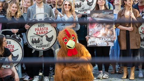 FOTOD ⟩ «Aeg päästa kanad!» Riigikogu ees korraldati suur meeleavaldus kanade puuris pidamise vastu