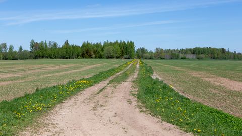 FOTO ⟩ «Nägin teda tee ääres, tulin kiiresti autost välja.» Mees jäädvustas Ida-Virumaal kena kaadri karust