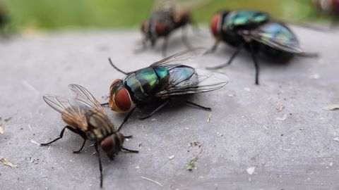 Just nende kahe lihtsa nipiga hoiad kärbsed oma kodust suvel eemal!