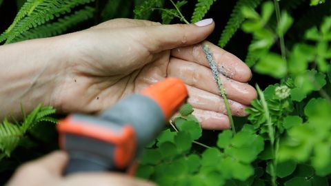 Levinud ravimtaimest saab teha abimehe lehetäide vastu