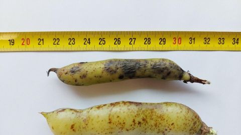 Kasvata koduaias toiduks sojauba, lambaläätse või hoopis lupiini