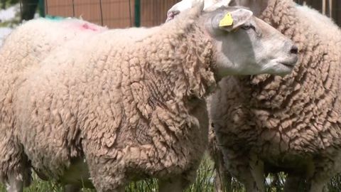 VIDEO ⟩ Lambad kolisid Annelinna