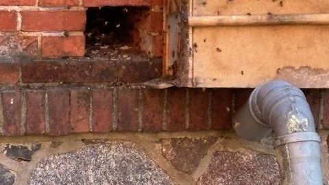 VIDEO ⟩ Mesilassülem koliti Kesklinna kooli ventilatsiooniavast tarusse