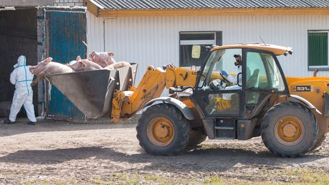 MUST STSENAARIUM ⟩ Loomakorjuste jaoks võetakse kasutusele massihauad