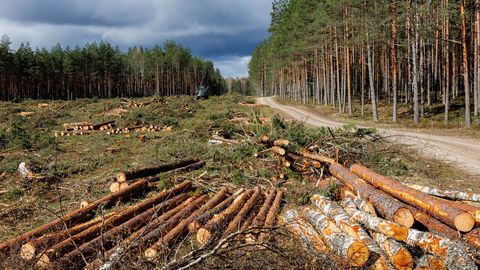 Riigikohus tühistas Nursipalu harjutusvälja kõrvale antud raieload