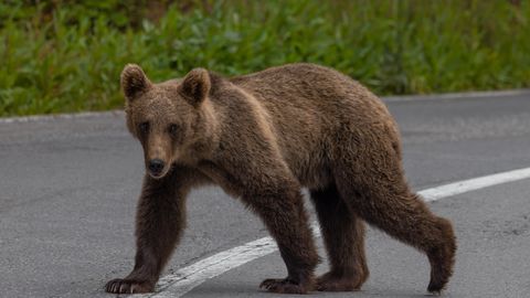 Vidole jäi hetk, kuidas karu inimest ründas