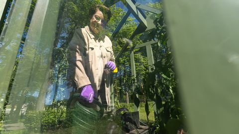 REPORTAAŽ ⟩ Sirje Karis saab oma Kadrioru kasvuhoonest juba varsti värsket tomatit