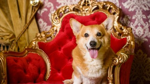 TUNNE OMA KOERA! ⟩ Väike koer, suured riskid: armastatud corgi'd seisavad silmitsi tõsiste varjatud ohtudega