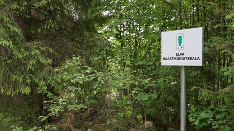 «Lolli juttu ajate!» Maaomanikul lasub kahtlus kaitsealuste taimede kasvukoha prügistamises
