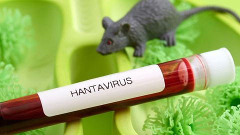 Taas hantaviirus: «Soome hiireviirus» levib nüüd Venemaal Volga piirkonnas