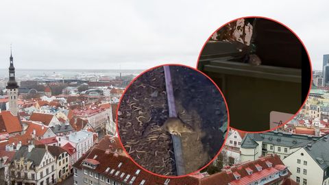ŠOKEERIV VIDEO ⟩ «Vuhavad siin igalpool...» Rottide ööelu Tallinna populaarsete väliterrasside kõrval tekitavad külalistes ärevust