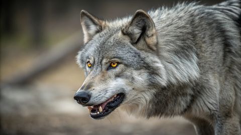 ŠOKEERIV RÜNNAK ⟩ Hundid vigastaid kahte loomaaia töötajat