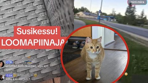 «Nüüd on minust tehtud kõige hullem loomapiinaja!» Tiktokkeri väljaütlemised viisid MTÜ sekkumise ja kassi äravõtmiseni