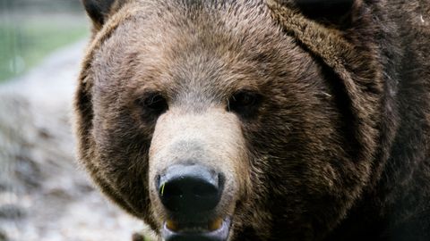 Matkaja kirjeldab kohutavat grislirünnakut: «Vaatasin alla ja nägin, et mu käsi lihtsalt rippus»