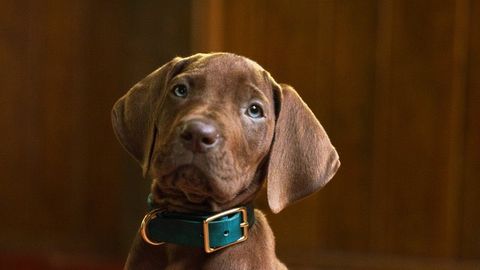 NÖRDIMUS ⟩ «See pole minu Scooby!» Fännid pole rahul, et uue Scooby-Doo sarja kutsikal pole kõrvad kikkis