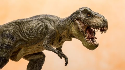 T-REX ON TAGASI? ⟩ Haruldase käekoti hind võib ulatuda poole miljoni euroni