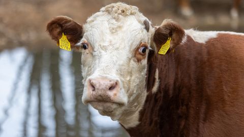 Ekspert selgitab: kas Pärnumaa farmis 18 veise surma põhjustanud haigus ohustab Eesti veisekasvatust?