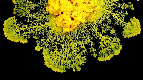 See organism teeb otsuseid aga aju tal ometi pole