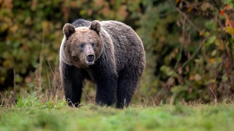 NÄLJANE JA NUTIKAS ⟩ Viljandimaal kaamera ette jäänud karu lahendas mõistatuse