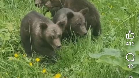 VIDEO ⟩ karupojad ekslesid külavahel ja vajasid ema leidmiseks abikäsi