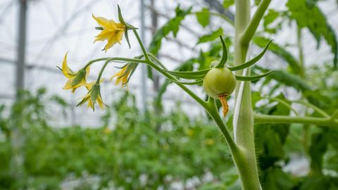 Tomatite hooldus suve südames tagab rikkaliku saagi