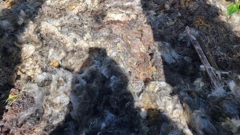 AEDNIKE SALARELV ⟩ Lambavill aitab hoida niiskust ja toimib väetisena