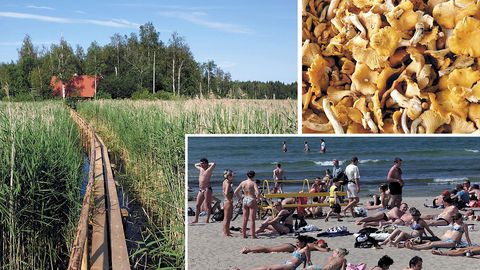 JUURIKAS ⟩ Ma tean, mida sa suvel teed