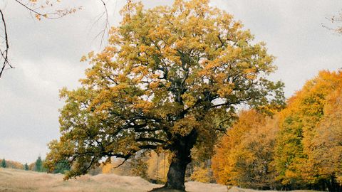 METSADE MÜSTIKA ⟩ Metsade rolli on valesti mõistetud: lehed teevad ületunde, kui tüvi on juba puhkusele läinud