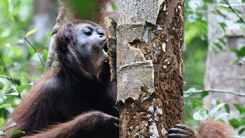 ENNEOLEMATU ⟩ Orangutanid oskavad end taimede abil ravida