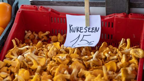 FOTOD ⟩ Esimesed pisikesed kukeseened rõõmustavad seenelisi. Müügilettidel on praegu veel lõunanaabrite seened