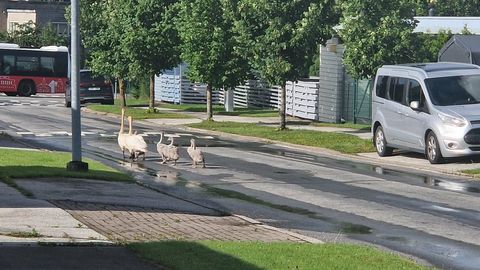 VIDEO ⟩ Luigepere tatsas julgelt piki tänavat uut peatuspaika otsima