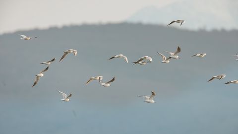 HARULDANE TABAMUS! ⟩ Eestis püüti fotole kaks lindu, keda kohtab looduses väga harva