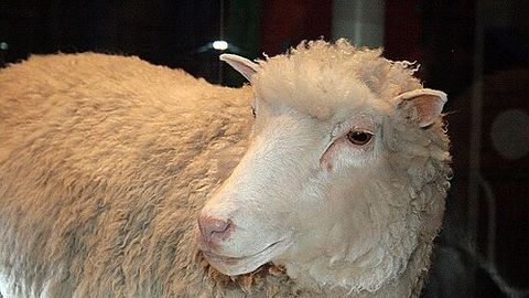 30 aastat tagasi sündis esimene kloonitud loom – lammas Dolly – mis on tänaseks saanud kloonimisest?