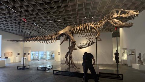 67 miljoni aasta vanune türannosaurus müüdi rekordilise 50 miljoni dollari eest