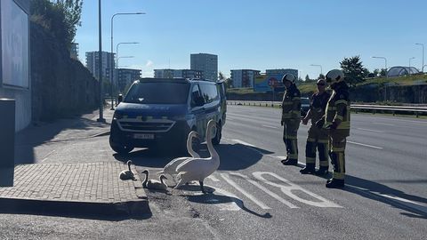 FOTO JA VIDEO ⟩ Keset Laagna teed jalutanud luigepere sattus ohtu: appi tõttasid päästjad ja politsei